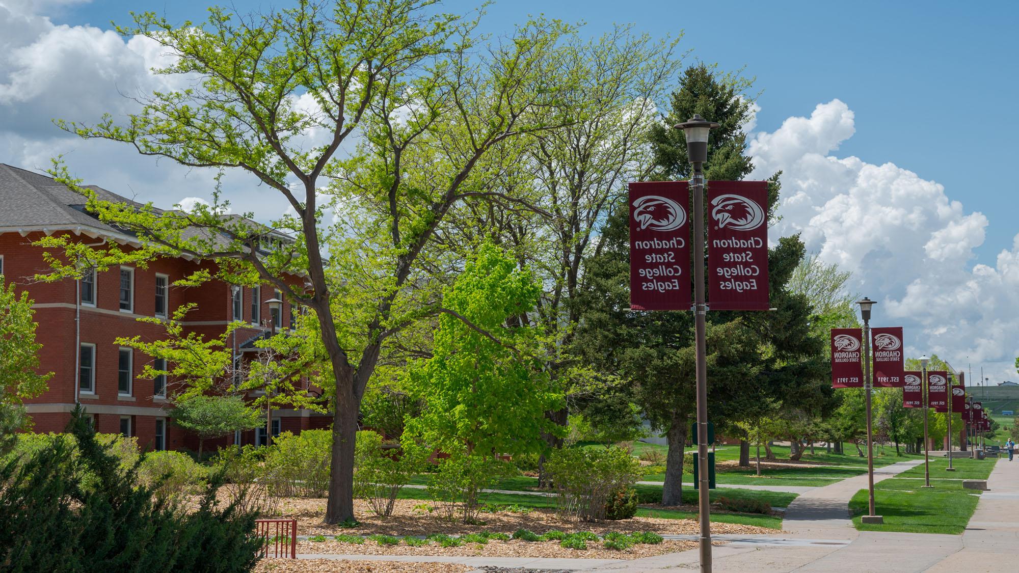 Campus walk with CSC flags and trees